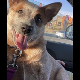 Australian Cattle Dog Puppies from Institute Australian Cattle Dogs