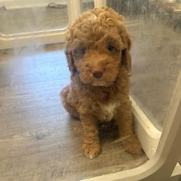 Cinnamon - Red and white female Cockapoo puppy in Dahlonega, Georgia from Loveable Cockapoos