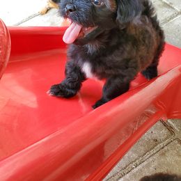 Havanese Puppies from Patriot Pups
