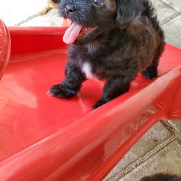 Havanese Puppies from Patriot Pups