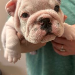 Tank - White male Bulldog puppy in Wetumpka, Alabama from River Region Bullies