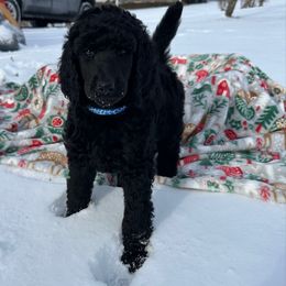 Boy 2 - Black male Poodle puppy in State College, Pennsylvania from Brookside Standard Poodles