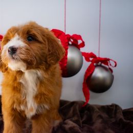 Honey Green Boy - Red  male Goldendoodle puppy in Lafayette, Alabama from Sweethaven Kennels