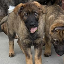 German Shepherds from Von Bairdhaus