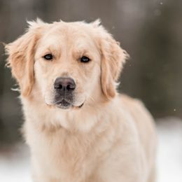 Alaska - Golden Retriever