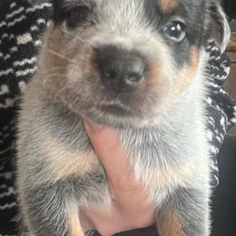 Boy 3 - Blue male Australian Cattle Dog puppy in Norton, Ohio from Australian Cattle Dog Company