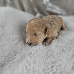 Casanova - Cream male Maltipoo puppy in Tuscola, Illinois from Dream on puppies