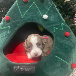 Ferguson (pink collar) - Brown merle female Aussiedoodle puppy in Mouth Of Wilson, Virginia from HoneyBunn Doodle Co.