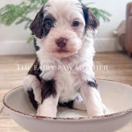Girl 3 - Phantom female Goldendoodle puppy in Woodland Hills, Utah from The Fairy Paw Mother