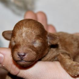 Muddy - Red  male Poodle puppy in Bridgeport, Texas from KM AKC Toy poodles