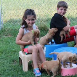 Golden Retriever Puppies from Saturday Night Golden Retrievers