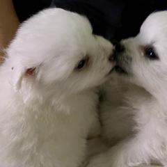American Eskimo Dog Puppies from Soleil American Eskimos