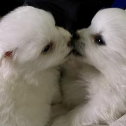 American Eskimo Dog Puppies from Soleil American Eskimos
