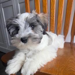Boy 2 - Parti male Miniature Schnauzer puppy in Tacoma, Washington from AKC Nordwest Schnauzers