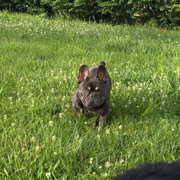 Troy - Blue fawn male French Bulldog puppy in Hopkins, Missouri from Mowry Creek Mini Aussiedoodles and More