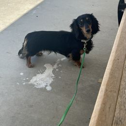Freya - Dachshund