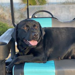 Cora - Labrador Retriever