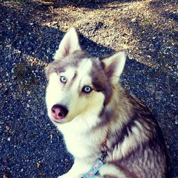 Jinx - Siberian Husky