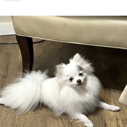 Cody - Chocolate parti male Pomeranian puppy in Plano, Texas from Madison Park Poms