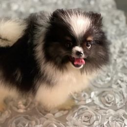Auggie - Pomeranian