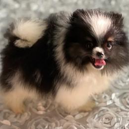 Auggie - Pomeranian