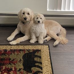 Goldendoodle All Grown Up from New York Doodleicious GoldenDoodles