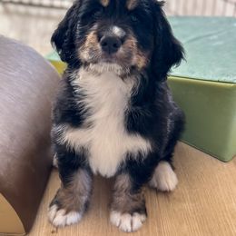 Bernedoodle, Goldendoodle, and Golden Mountain Doodle Puppies from Sonoran Standard Doodles