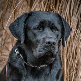 Aravis - Labrador Retriever