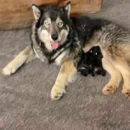 Puppy 2 - Agouti and white female Siberian Husky puppy in Sherwood, Oregon from Whiskey River Siberians