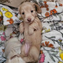 Lucy - Cream female Dachshund puppy in Lebanon, Oregon from Willow Moons Dachshunds