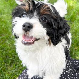Sarah - Tri-color female Cavapoo puppy in Saratoga Springs, Utah from Joyler Puppies