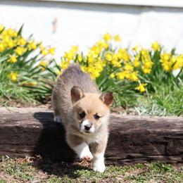 Pembroke Welsh Corgi Puppies from Goldstar Puppies (License Number 18519)