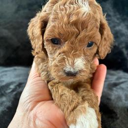 Eeyor - Buff and white male Cockapoo puppy in Adrian, Oregon from ApplebyFarm