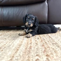 Dachshund Puppies from Davidson's Dachshunds