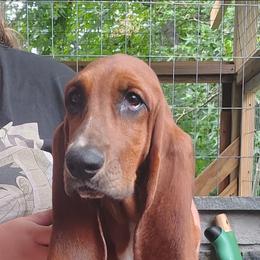Todd - Mahogany and white male Basset Hound puppy in Newton Grove, North Carolina from MGA Basset Hound