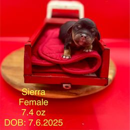 Girl 1 - Black and tan female Cavalier King Charles Spaniel puppy in Bainbridge, New York from M & M Cavaliers