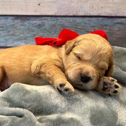 Ranger - Cream male Goldendoodle puppy in The Woodlands, Texas from Gracie's Goldendoodles and Bernedoodles
