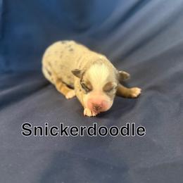 Snickerdoodle - Blue merle female Miniature Australian Shepherd puppy in Medical Lake, Washington from MAS Gone Rogue