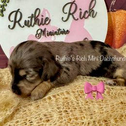 Girl three - Dapple female Dachshund puppy in Lakeland, Florida from Ruthie’s Rich Mini Dachshunds