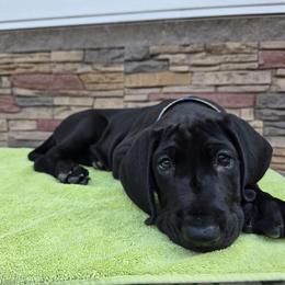 Sunset - Black female Great Dane puppy in Chagrin Falls, Ohio from Timeless Danes