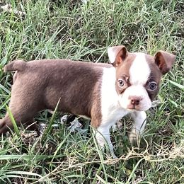 Poe - Seal brindle and white female Boston Terrier puppy in Smallett, Missouri from B's Bostons