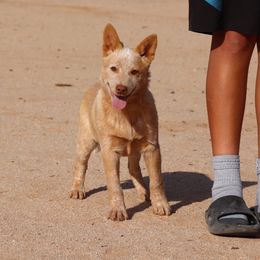 Rango - Red speckled male Australian Cattle Dog puppy in Tucson, Arizona from Socattleranch’s Corgi’s
