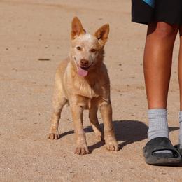 Rango - Red speckled male Australian Cattle Dog puppy in Tucson, Arizona from Socattleranch’s Corgi’s