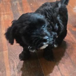 Juan - Black and silver male Havapoo puppy in Siloam Springs, Arkansas from Kingdom Bound By Design