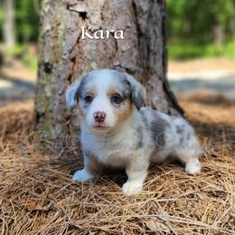 Girl 1 - American Corgi puppy in Cameron, North Carolina from Butts Family Corgis