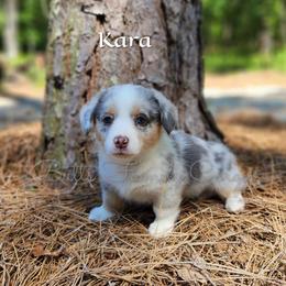 Girl 1 - American Corgi puppy in Cameron, North Carolina from Butts Family Corgis