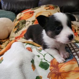 Bowzer - Black and white male Cardigan Welsh Corgi puppy in Myton, Utah from Cardigan Corgi Cuties 💓