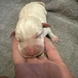Boy 7 - Yellow male Labrador Retriever puppy in Isanti, Minnesota from Four Corners Family Labs