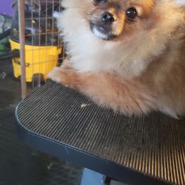 Pomeranian Puppies from Janet Clifton