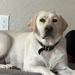 Labrador Retrievers from Ski2Sky Labradors